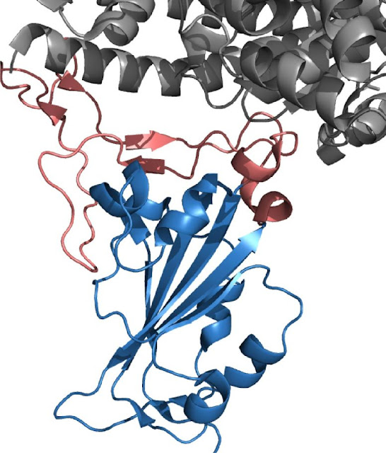 La proteína pico SARS-CoV-2 impulsa la entrada del virus en las células porque su dominio de unión al receptor, que consta de una región de la cabeza (rojo) y una región central (azul), se une a la proteína ACE2 humana (gris). Crédito: © 2021 Shinnakasu et al. Publicado originalmente en Journal of Experimental Medicine. DOI: 10.1084/jem.20211003